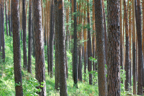 森林图片下载