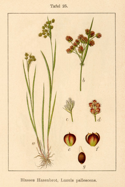 古色古香花卉插图:蒲草图片下载