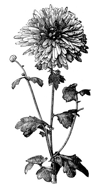 古色古香的黄菊插图图片下载