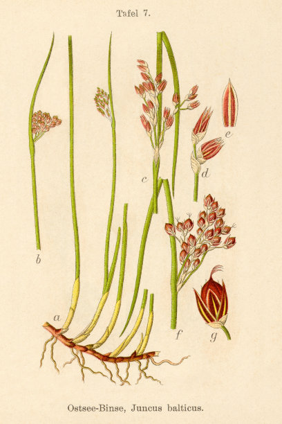 仿古花卉插图:波罗的海潮(Juncus balticus)图片下载