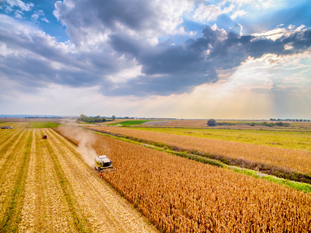 在玉米地里联合耕作图片下载