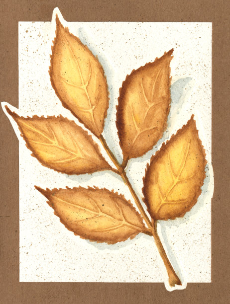 胡桃叶水彩画在纹理纸的背景图片下载