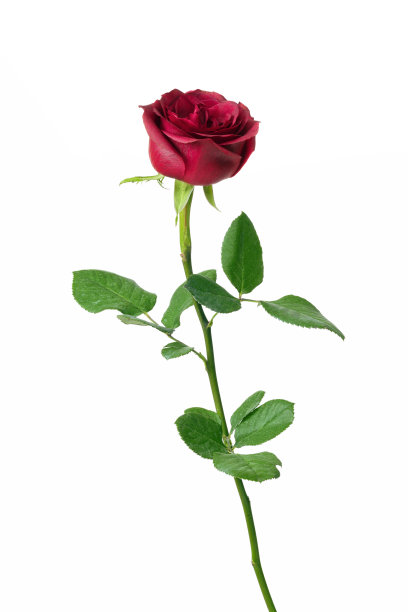 红色的玫瑰与修剪的路径图片下载