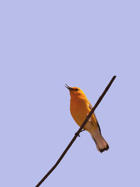 首席书记鸣鸟叫图片下载