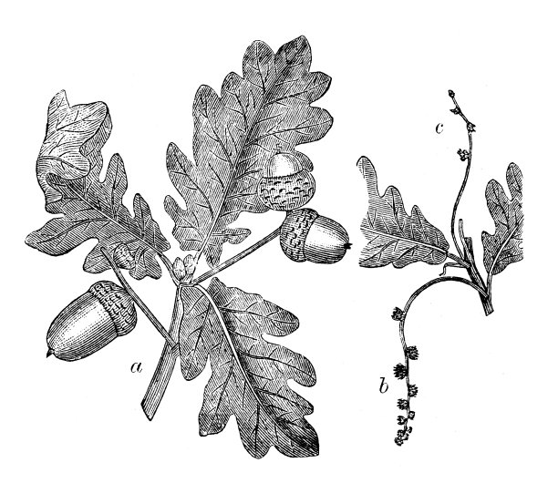 古橡木插图(栎属植物)图片下载