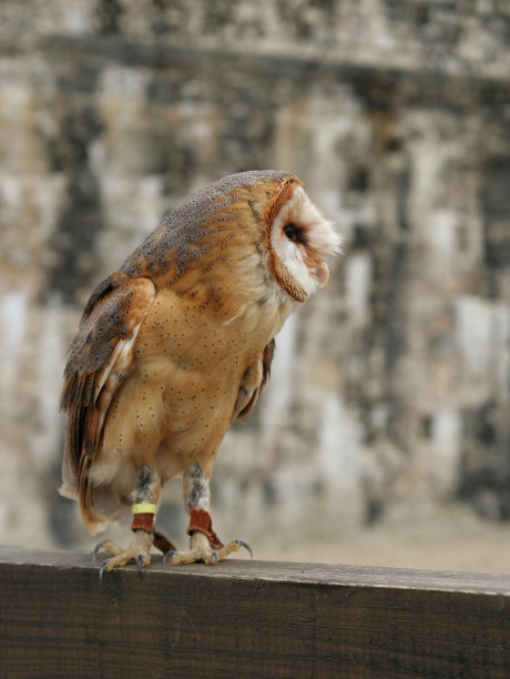 泰托尼达猫头鹰图片下载