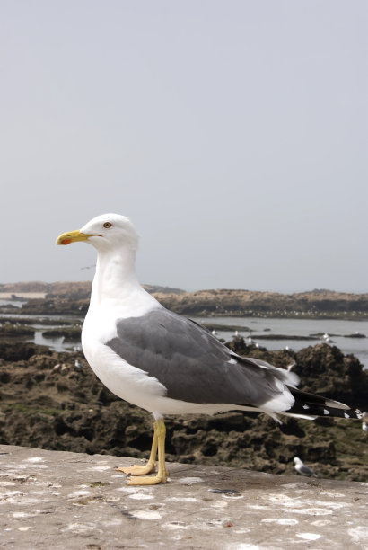 白色的海鸥图片下载