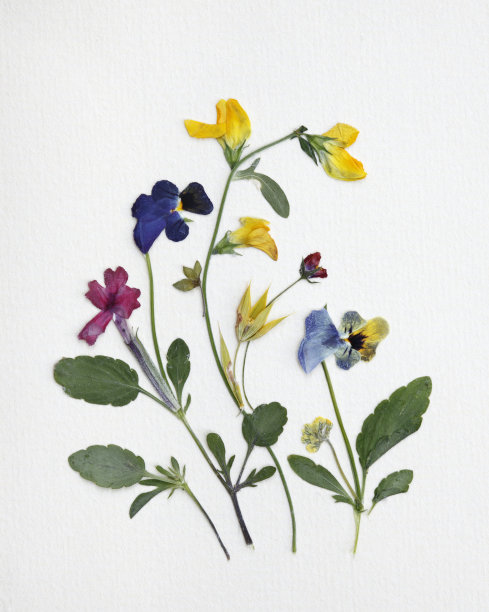 插花艺术图片下载