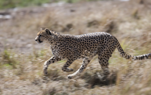 猎豹模糊地移动着图片下载