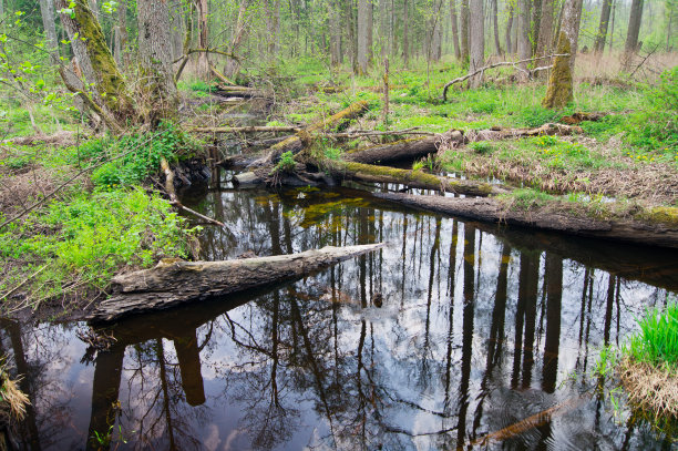 倒下的树图片下载