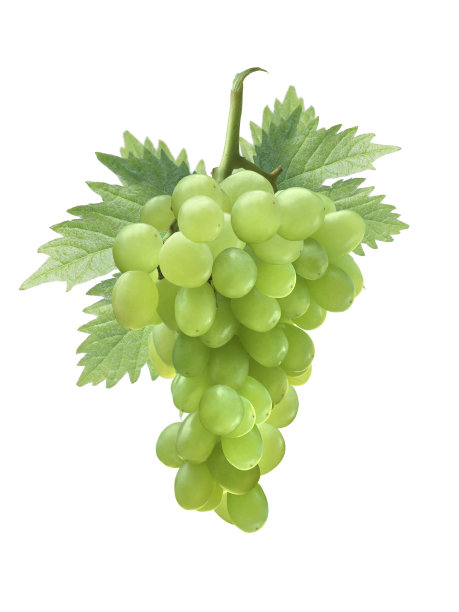 白葡萄集群图片下载