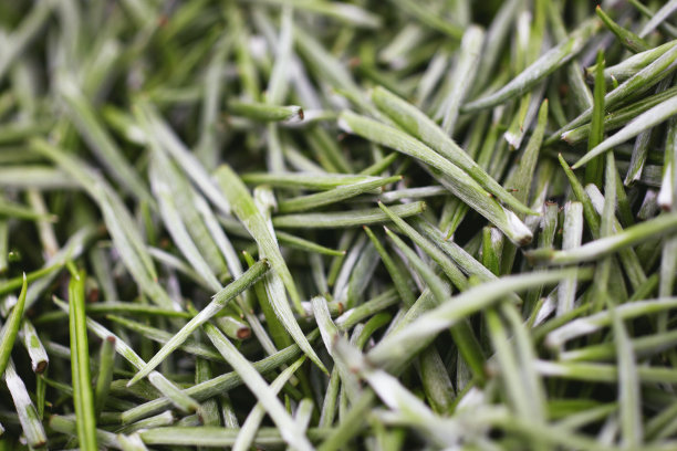 白茶作物图片下载