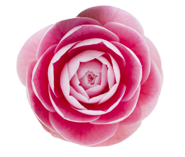 粉红色山茶花图片下载