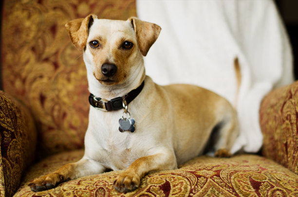 混合品种的狗图片下载