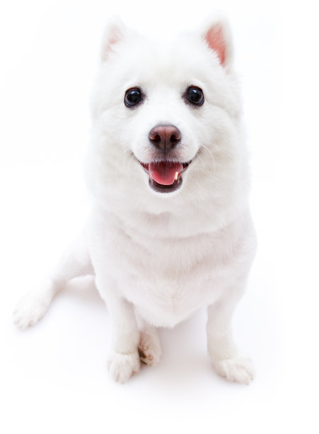 斯帕斯图片下载