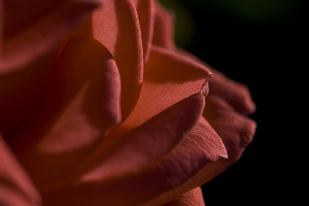 宏玫瑰花瓣图片下载