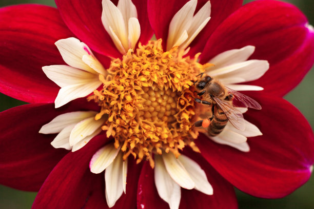 蜜蜂在大丽花上图片下载