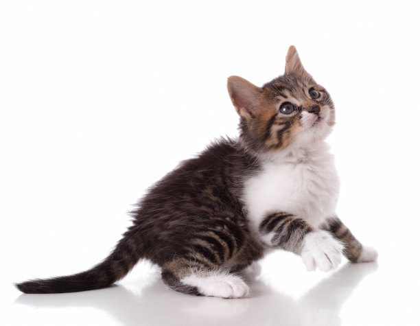 可爱的小猫图片下载