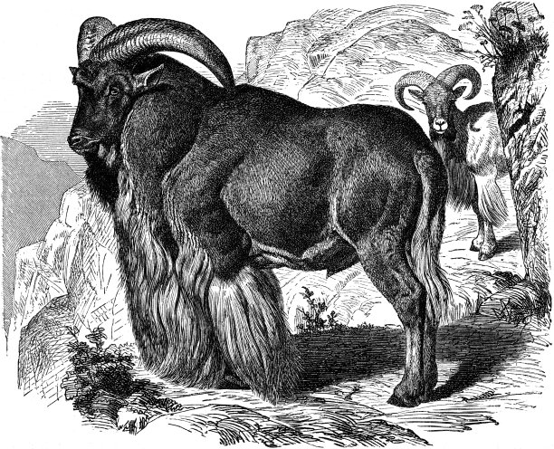 巴巴里羊图片下载