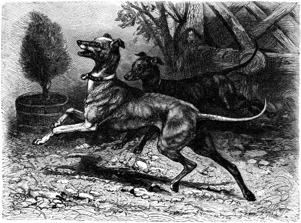 意大利灵缇犬图片下载