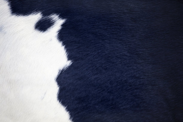 黑白牛皮图片下载
