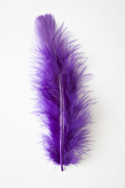 紫色羽毛图片下载