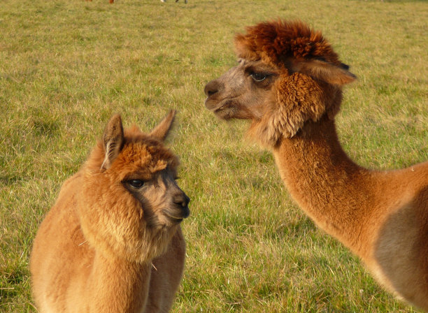 Alpakas图片下载