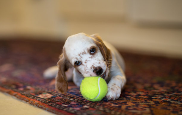 英国塞特犬和一只新网球，挪威图片下载
