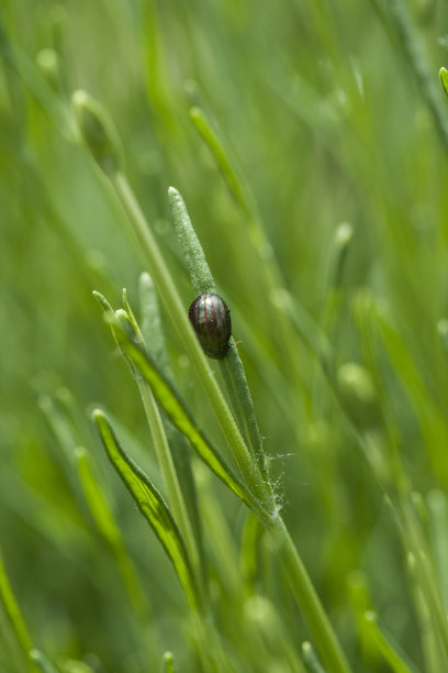 薰衣草茎中的臭虫图片下载
