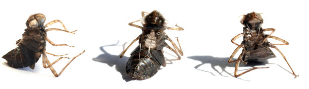 喵幼虫图片下载