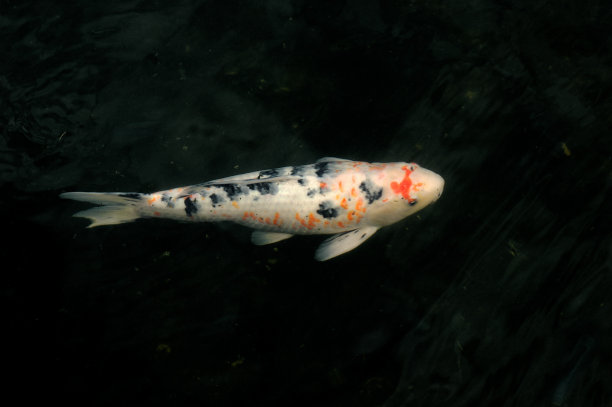 黑塘里的锦鲤图片下载