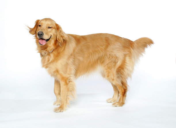 傻脸金毛猎犬图片下载