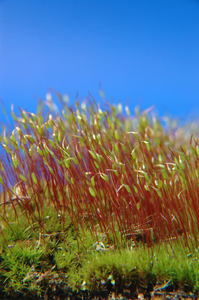 苔藓和蓝色图片下载