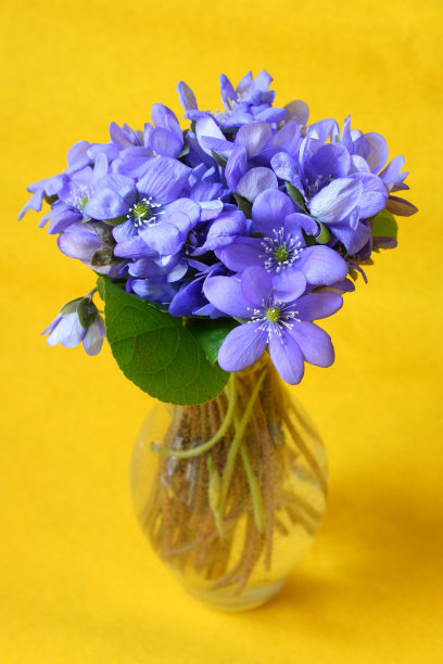 紫罗兰图片下载