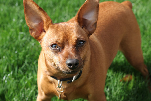 迷你品图片下载