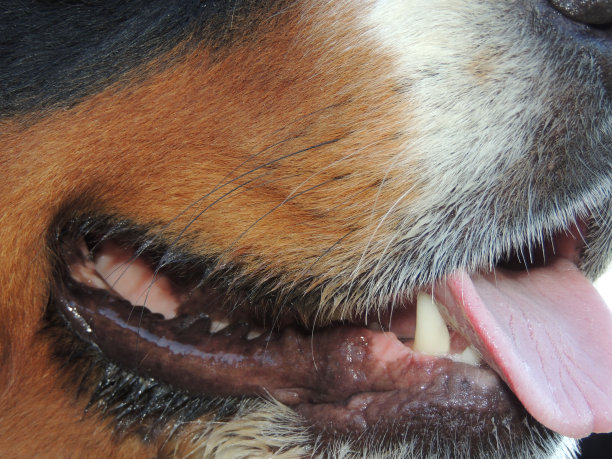 狗的嘴图片下载