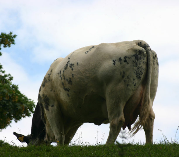 牛背后图片下载