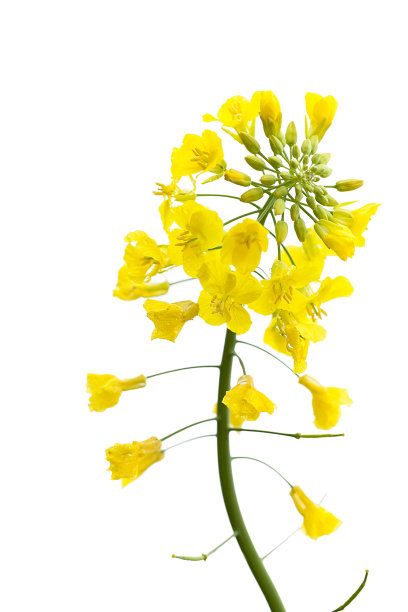 油菜花图片素材ID：150809080