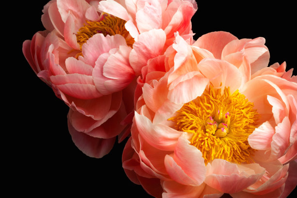 粉色牡丹花朵素材图片