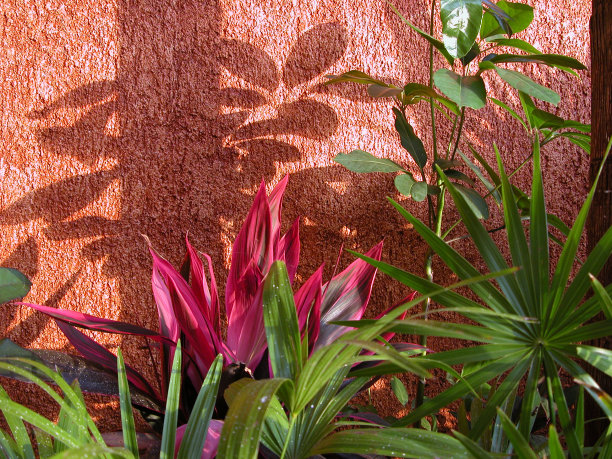 热带植物图片下载