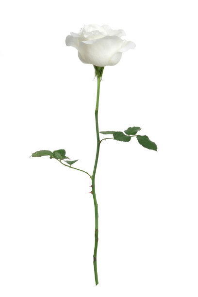 白色玫瑰XXXL与剪切路径图片下载