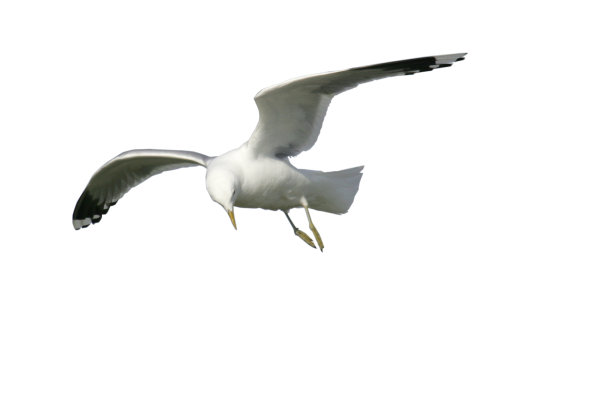 海鸥孤立在白色上图片下载