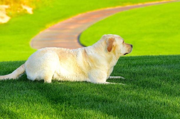 拉布拉多寻回犬图片下载