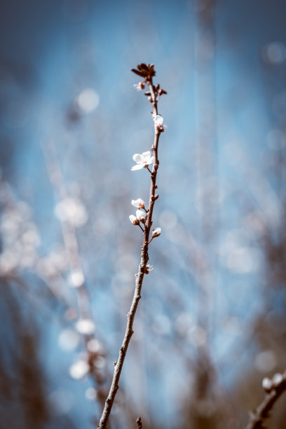 春色照片场景图片下载