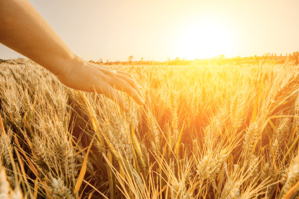 抚摸着金黄色的麦穗图片下载