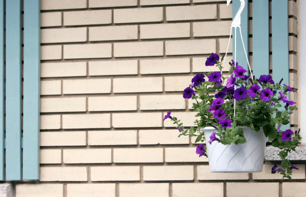 暂停了鲜花图片下载