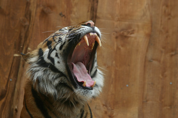 大猫打哈欠图片下载