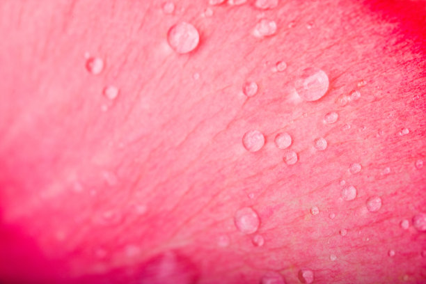 这是一个特写照片，上面有露珠的粉色玫瑰花瓣图片下载