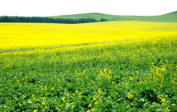 夏日草原风光图片下载
