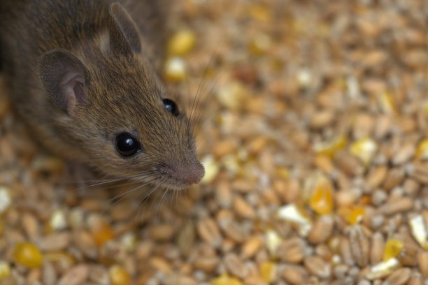 粮仓里的棕色老鼠3图片下载